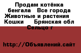 Продам котёнка бенгала - Все города Животные и растения » Кошки   . Брянская обл.,Сельцо г.